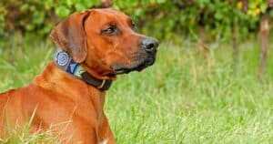 Collare o pettorina? Cosa scegliere per il nostro cane