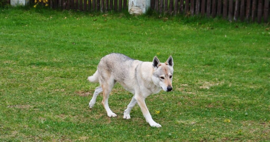 Cane Lupo Cecoslovacco: indipendente, forte e coraggioso