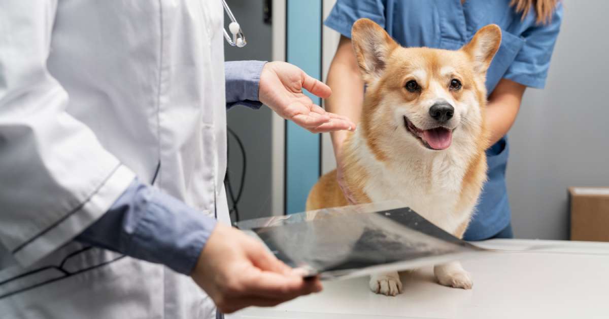 La cuccia ortopedica per il cane: va bene per tutti?