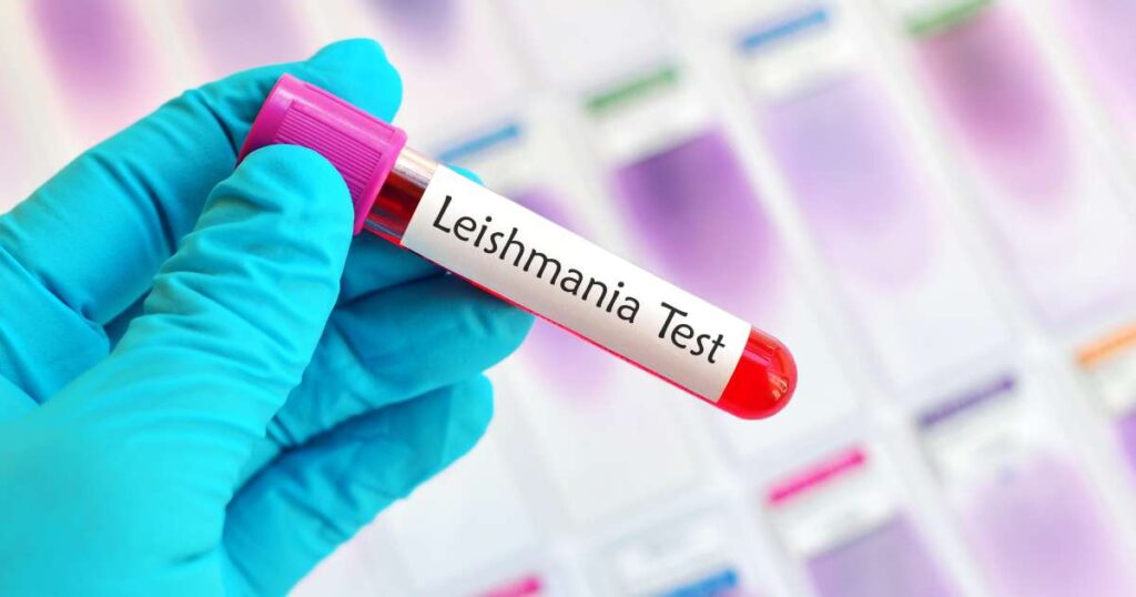 Leishmaniosi cane: sintomi, diagnosi e prevenzione