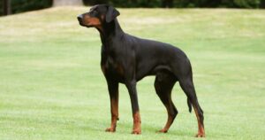 Dobermann: origini, carattere e cura