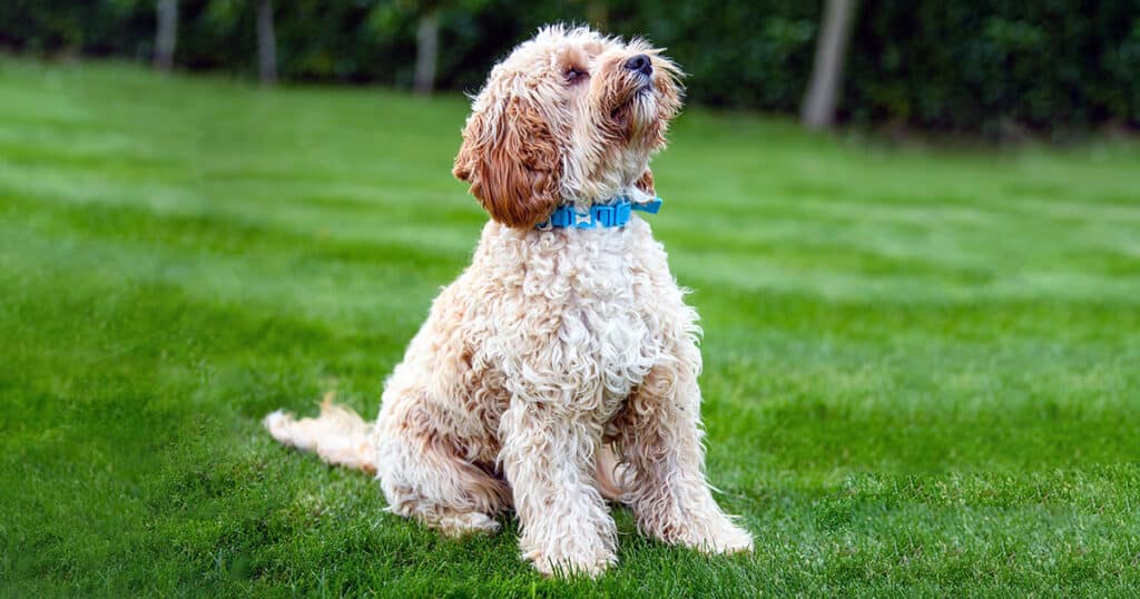 Cockapoo: cane allegro e affettuoso