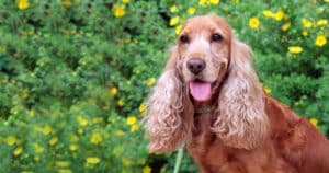 Cockapoo: cane allegro e affettuoso