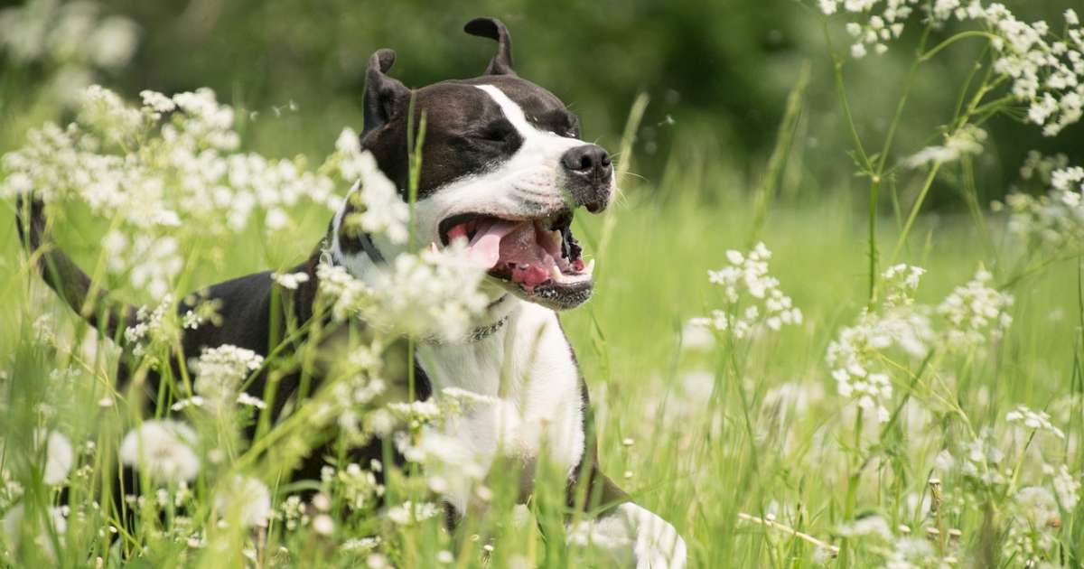 Allergie primaverili del cane: sintomi, rimedi e prevenzione