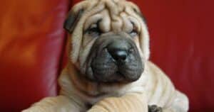 Shar Pei: origini, personalità e cure