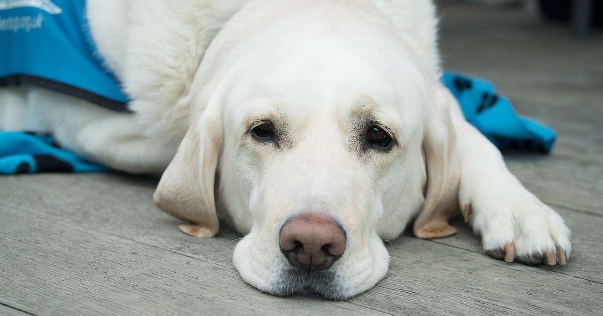 Leishmaniosi cane: sintomi, diagnosi e prevenzione
