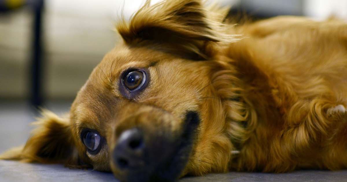 Maltrattamento cani: cosa dice la legge e a chi segnalarlo
