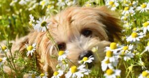 Allergie primaverili del cane: sintomi, rimedi e prevenzione