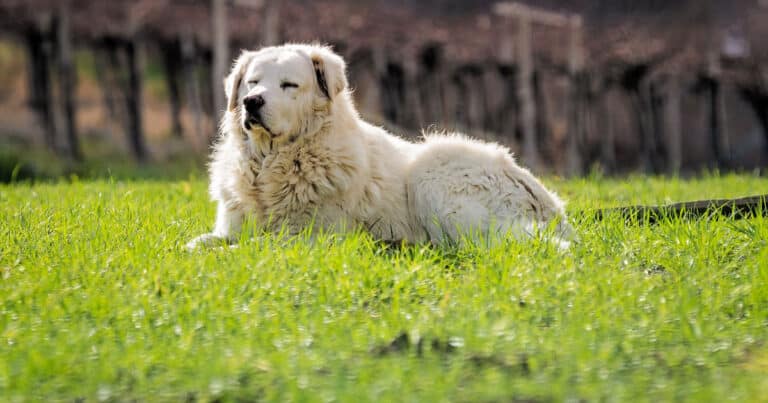 Pastore Maremmano Abruzzese