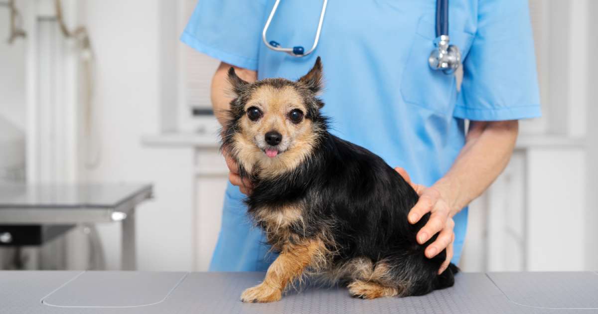 Leishmaniosi cane: sintomi, diagnosi e prevenzione