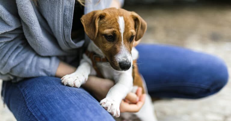 Quando muore il nostro cane: i suggerimenti della psicoterapeuta Elisa Stefanati