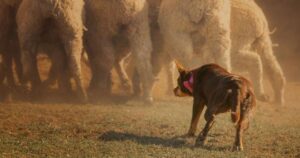 Kelpie: instancabile lavoratore. Origine, caratteristiche e personalità