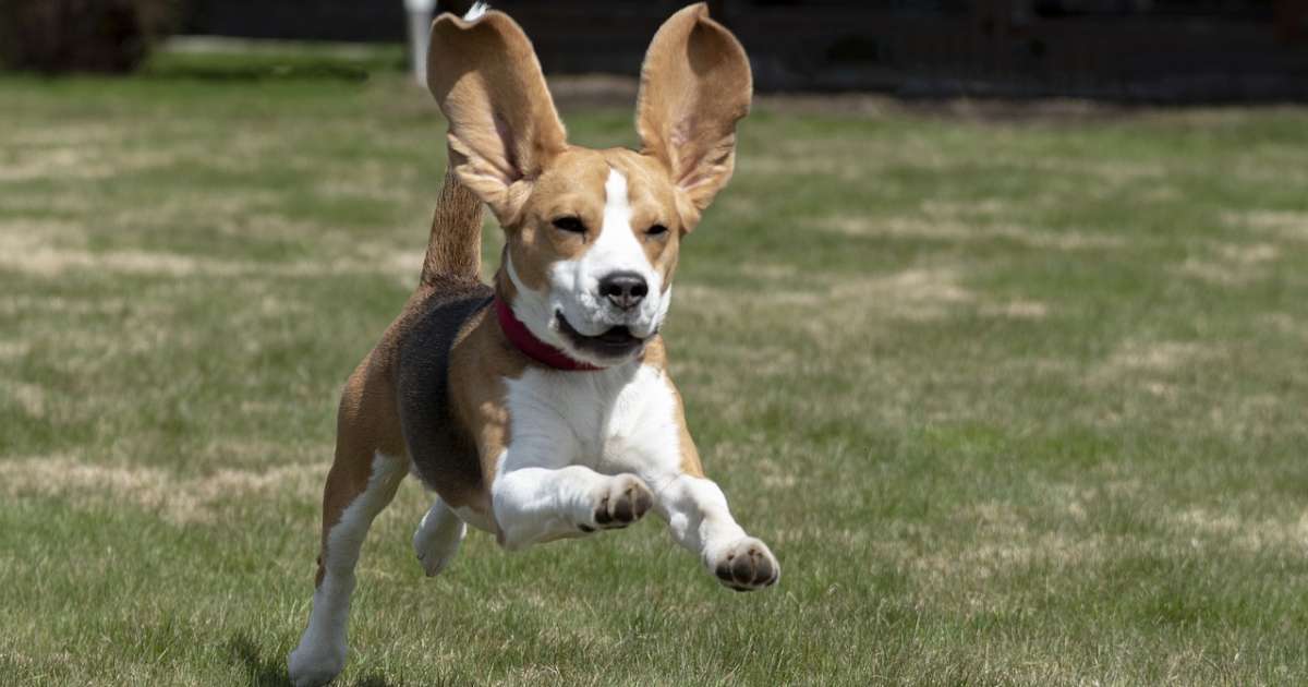 Come catturare l'attenzione del nostro Beagle: tutti i consigli