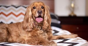 Far salire il cane sul letto: giusto o sbagliato?