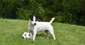 Jack Russell Terrier: storia, caratteristiche e personalità