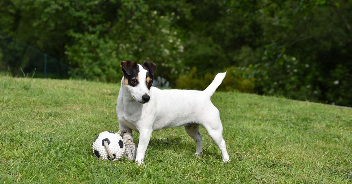 Jack Russell Terrier: storia, caratteristiche e personalità