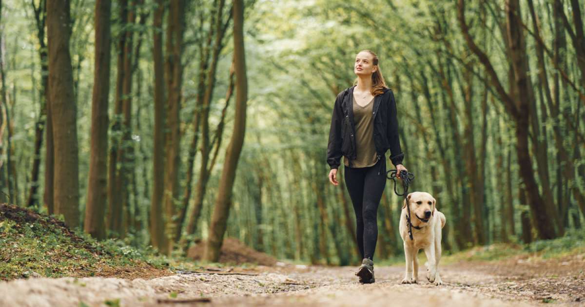Camminare con il cane nel bosco: 7 consigli per farlo in sicurezza