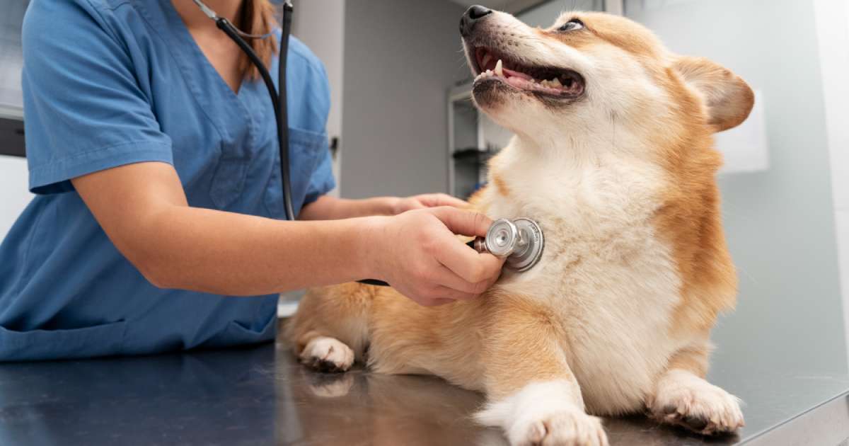 Sindrome di Cushing nel cane: sintomi, cause e trattamenti