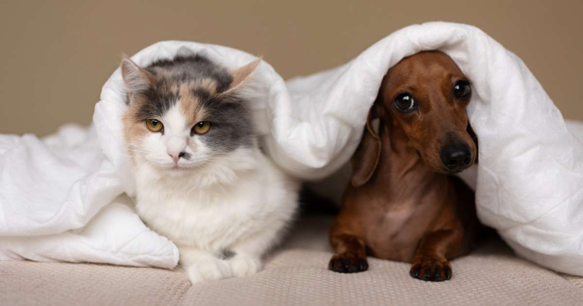 Cane e gatto in casa: come abituarli a vivere pacificamente insieme