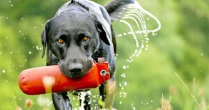 Labrador Retriever: ottima indole, mai aggressivo