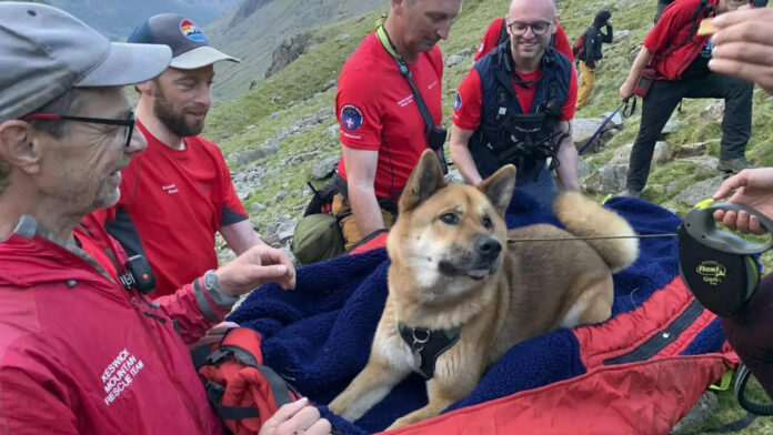 Cane salvato dopo aver scalato la montagna più alta d'Inghilterra