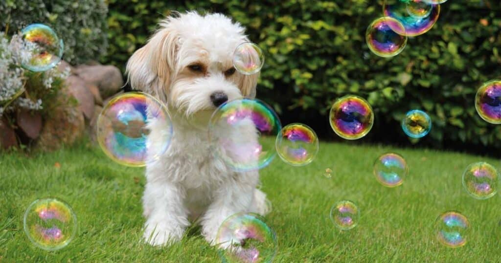 Cane e giardino: scegliere un prato resistente e sicuro