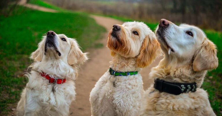 Cane: educatore e addestratore cinofilo. Quali le differenze?