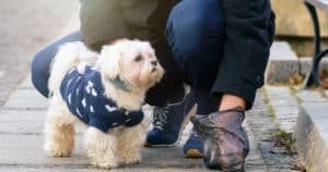 Cani e igiene pubblica: nuovo disegno di legge per la raccolta del DNA