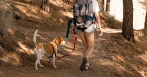 Camminare con il cane nel bosco: 7 consigli per farlo in sicurezza