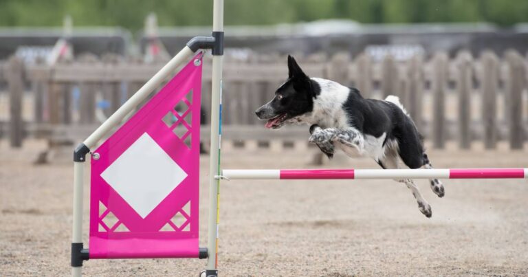 Agility Dog JOAWC: al via il Junior Open Agility World Championship 2023