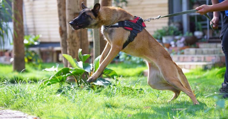 Segnali di aggressività del cane