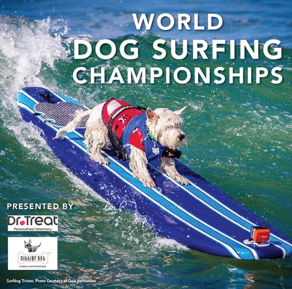 world dog surfing championship