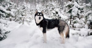 Siberian Husky