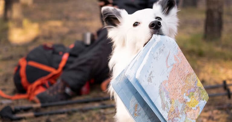 Geolocalizzatori per cani: quali comprare? 3 suggerimenti per andare sul sicuro