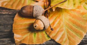 Cane in autunno pericoli ghiande