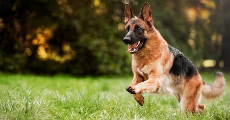 Pastore Tedesco: origini, caratteristiche e personalità di un cane dalle risorse straordinarie