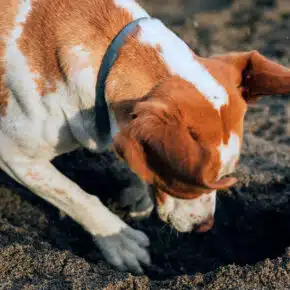 Perché il cane scava