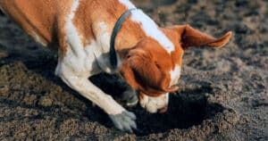 Perché il cane scava