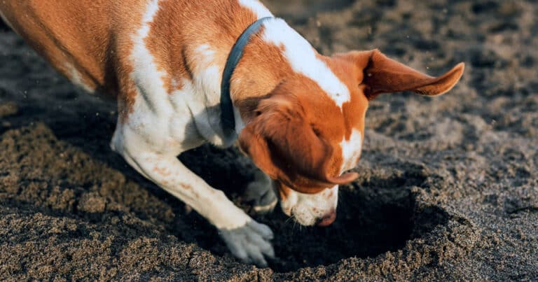 Perché il mio cane scava? Cause e rimedi