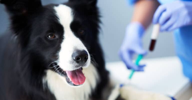Test MDR1: il test genetico che può salvare la vita al tuo cane