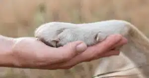 Salute del cane: i benefici del Perna Canaliculus