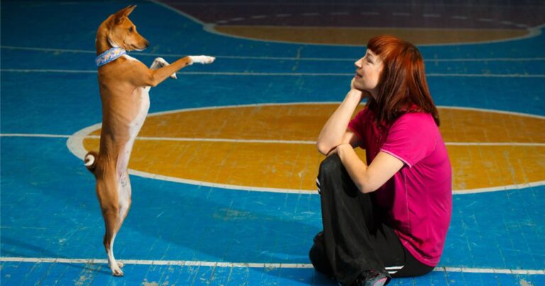 Dog Dance: cos'è e come si pratica il canine freestyle