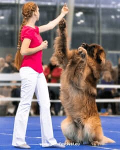 Dog dance campionati europei 2023