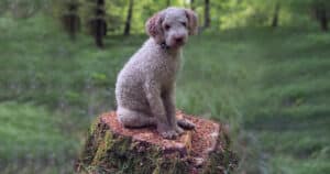 Lagotto Romagnolo