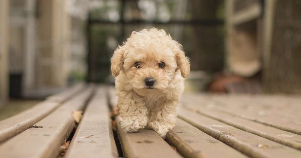 Maltipoo