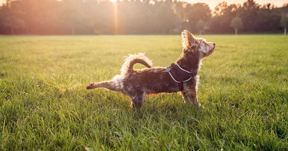 Riscaldamento muscolare del cane: a cosa serve e come si effettua