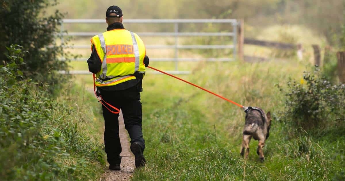 Cani da ricerca persone scomparse: caratteristiche e lavoro svolto