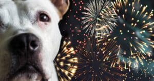 Cani e fuochi di artificio: i consigli degli esperti per i botti di fine anno