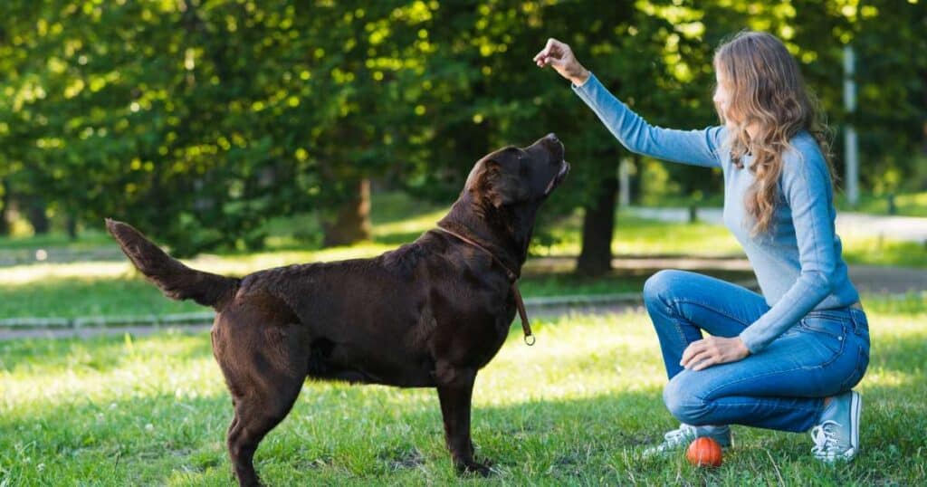 cani e bias spaziale