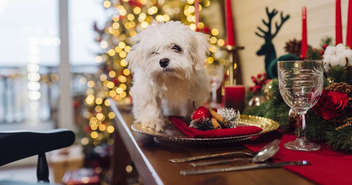 cibi natalizi dannosi per i cani quali evitare